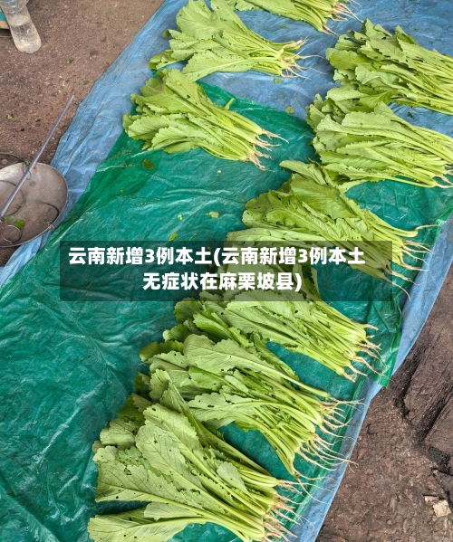 云南新增3例本土(云南新增3例本土无症状在麻栗坡县)