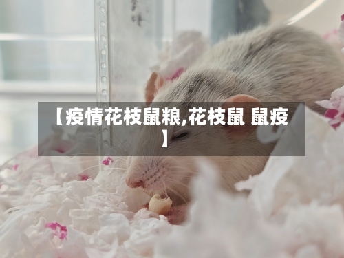 【疫情花枝鼠粮,花枝鼠 鼠疫】