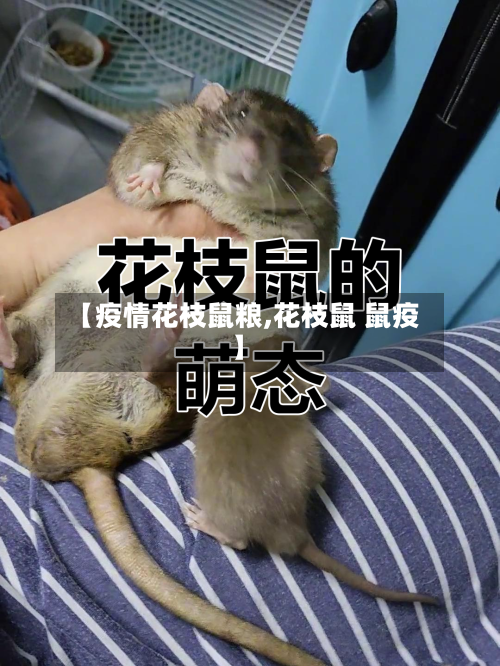 【疫情花枝鼠粮,花枝鼠 鼠疫】-第3张图片