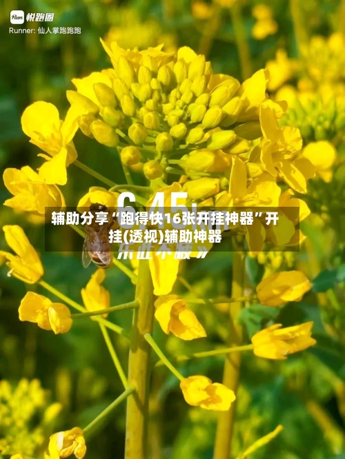 辅助分享“跑得快16张开挂神器”开挂(透视)辅助神器-第3张图片