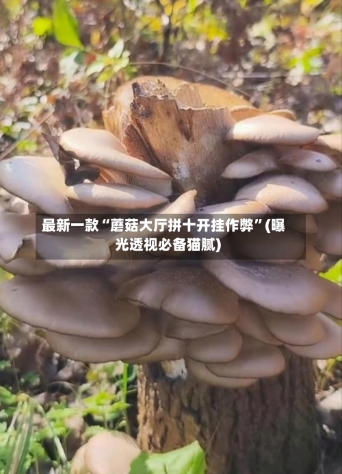 最新一款“蘑菇大厅拼十开挂作弊”(曝光透视必备猫腻)-第2张图片