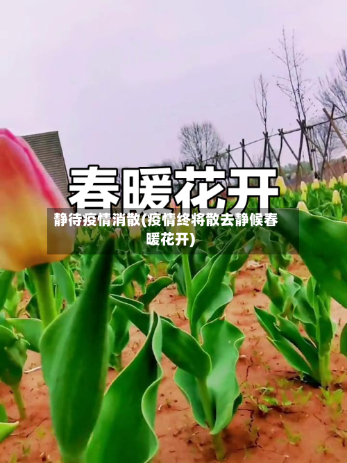 静待疫情消散(疫情终将散去静候春暖花开)