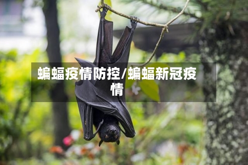 蝙蝠疫情防控/蝙蝠新冠疫情-第2张图片