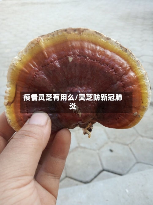 疫情灵芝有用么/灵芝防新冠肺炎