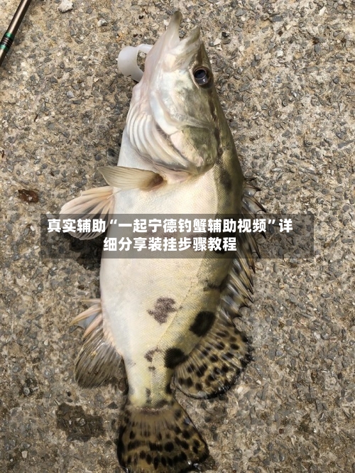 真实辅助“一起宁德钓蟹辅助视频”详细分享装挂步骤教程-第2张图片
