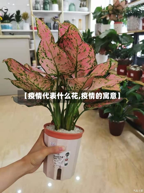 【疫情代表什么花,疫情的寓意】-第2张图片