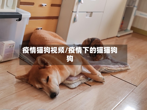 疫情猫狗视频/疫情下的猫猫狗狗-第2张图片